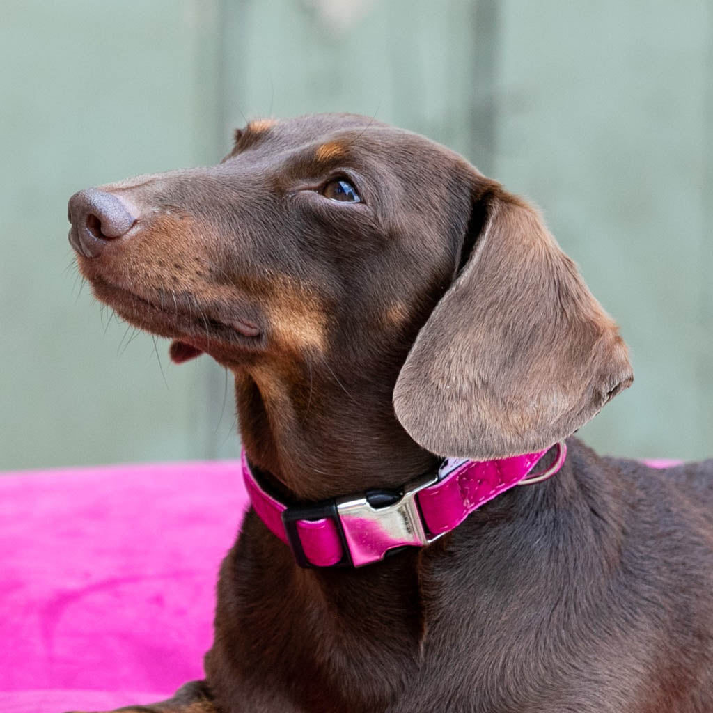 Fuchsia 2024 dog collar