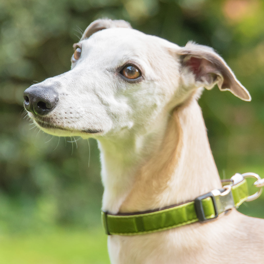 Lime green cheap collar