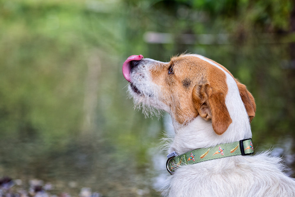 Flying shop dog collars