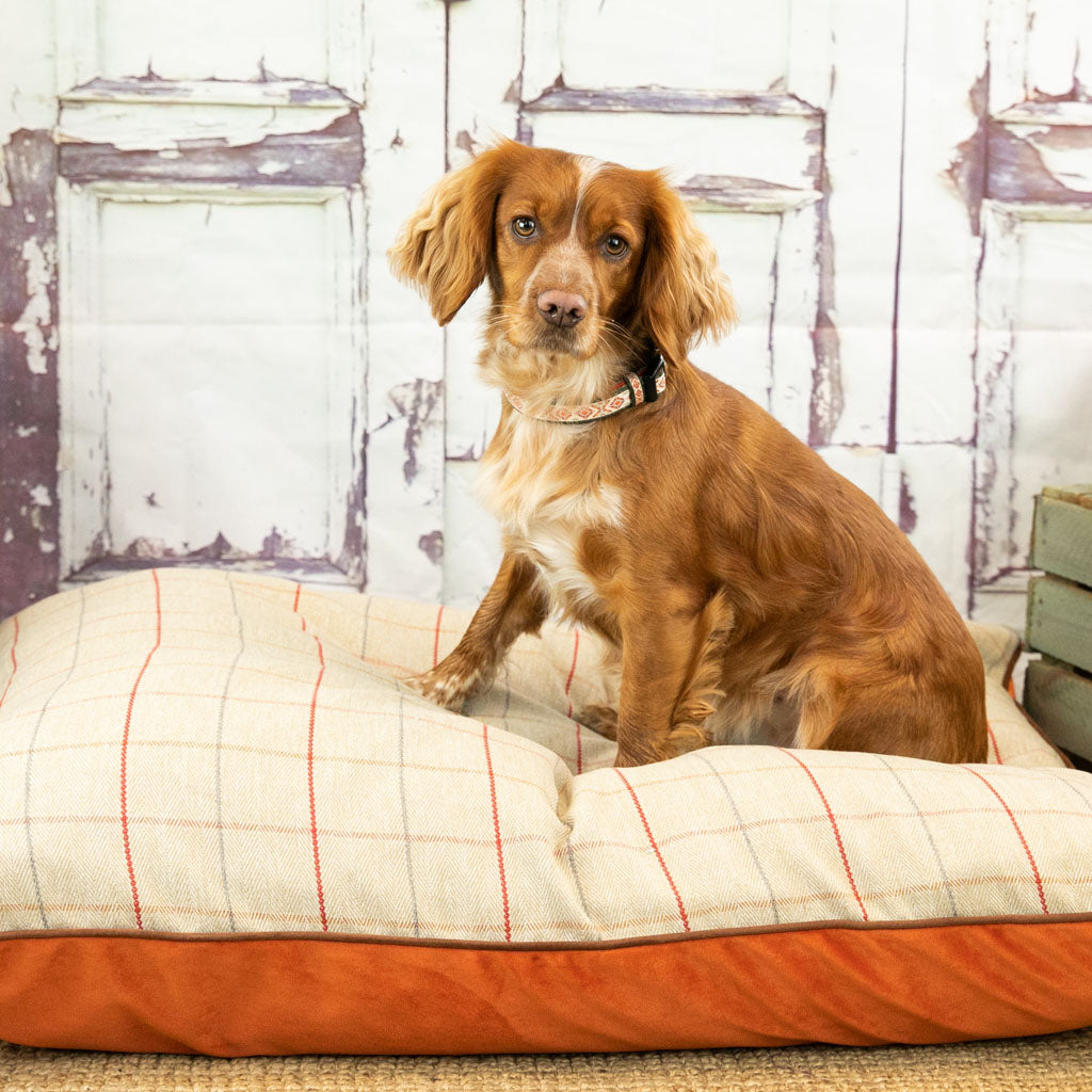 Burnt orange 2025 dog bed