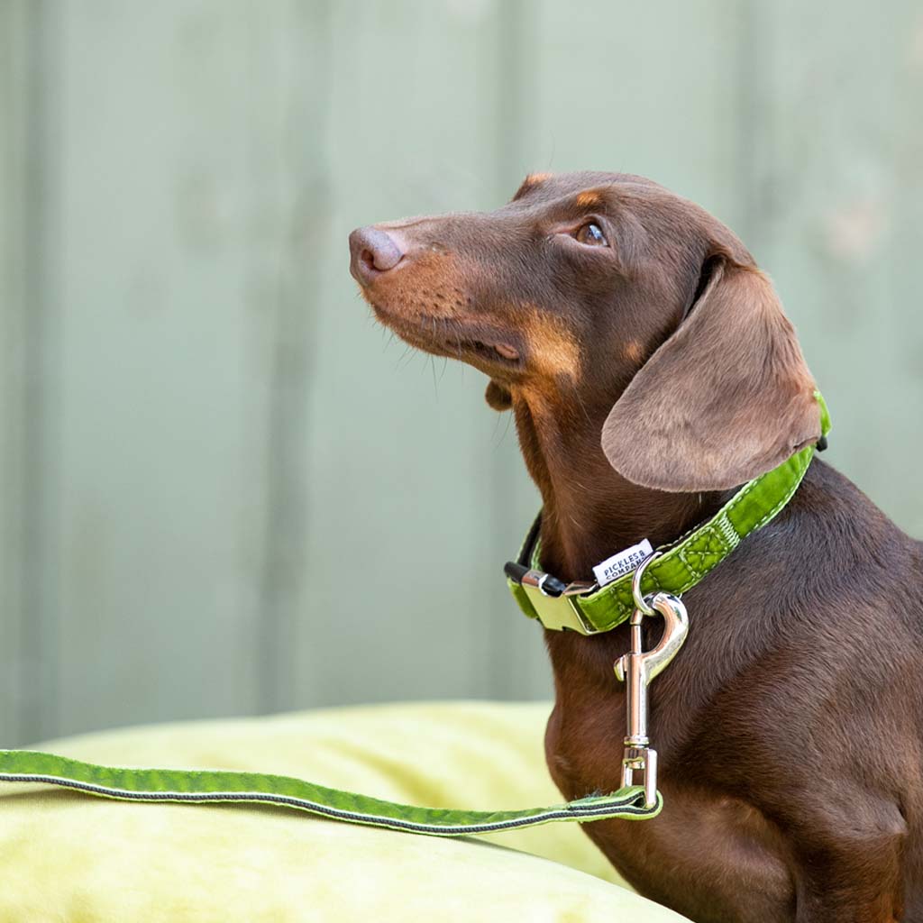 Lime green shop dog leash