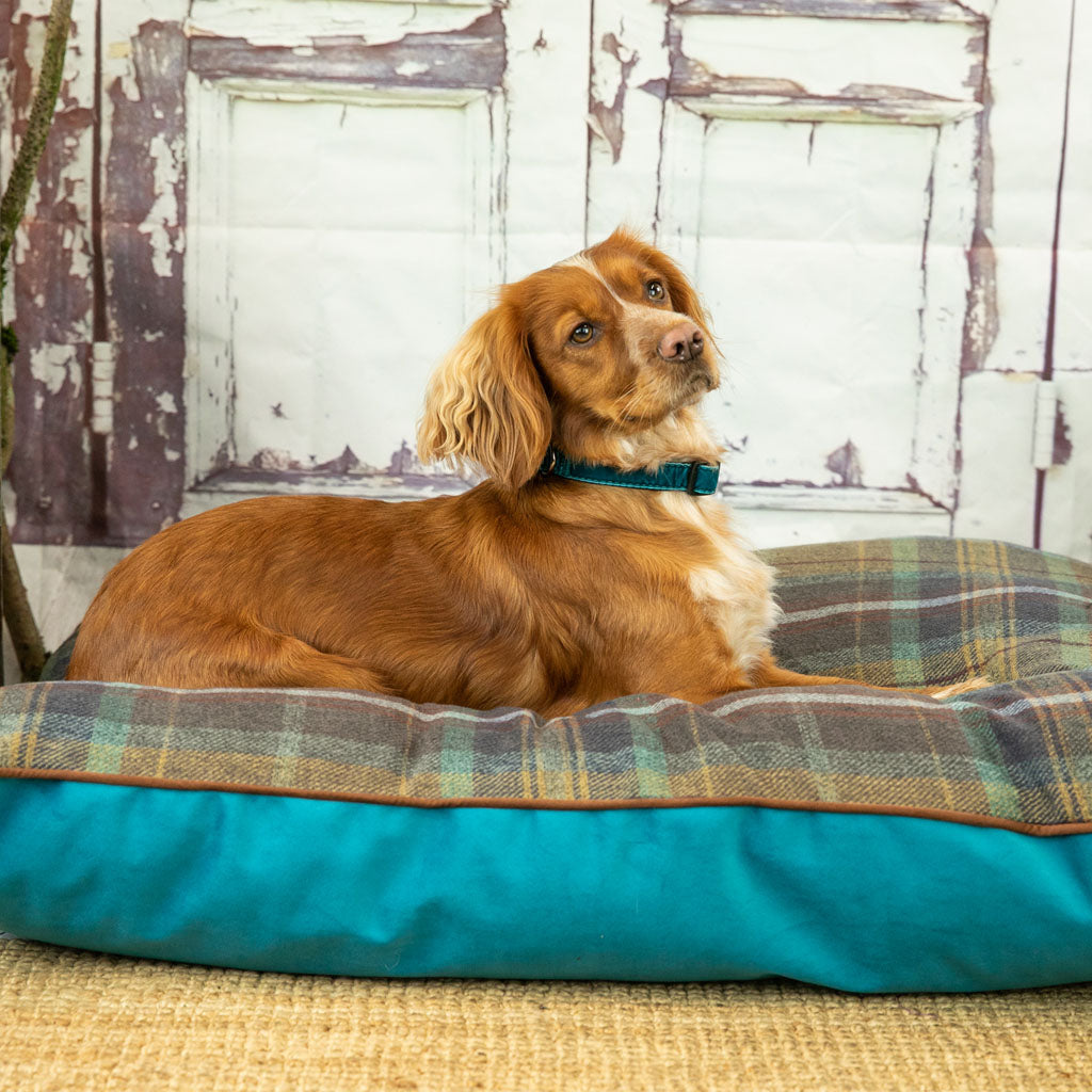 Maya pickles dog outlet pillows